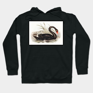 Black Swan (Cygnus atratus) Hoodie